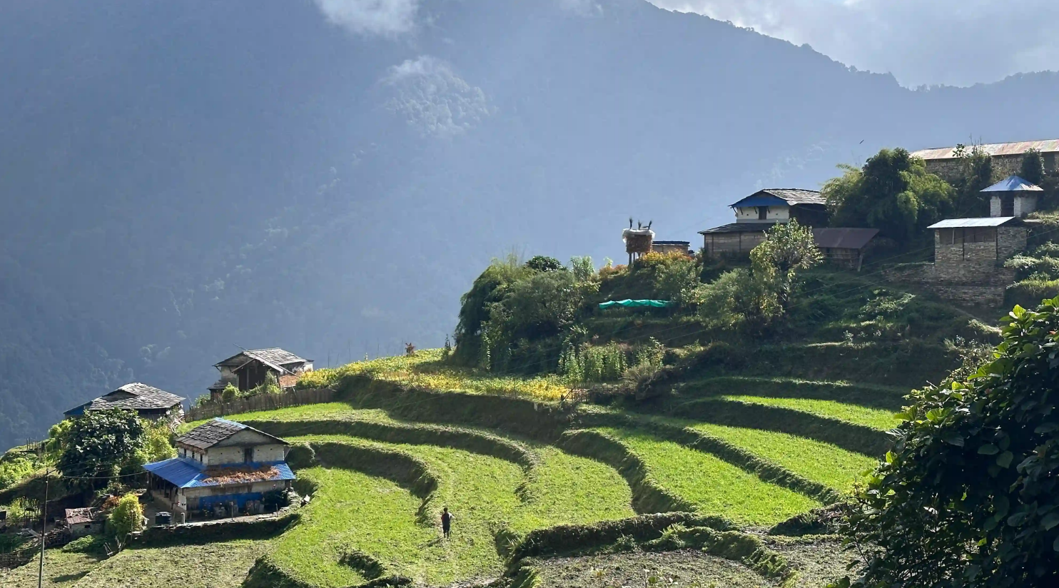The Subalpine Bamboo Zone of Annapurna.jpg